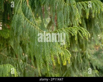 Taiwania cryptomerioides coniferous tree branches. Plant in the cypress family Cupressaceae. Stock Photo