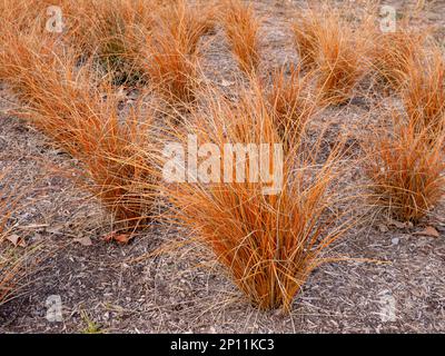 Carex comans or New Zealand hair sedge bronze form plants in the ornamental grass garden. Stock Photo