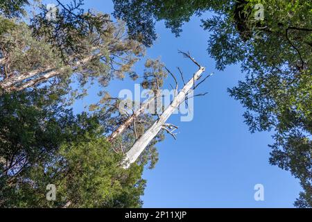 Looking up to the sky in a eucalyptus temperate rainforest, Yarra Valley National Park. Victoria, Australia. Blue sky background with space for text. Stock Photo