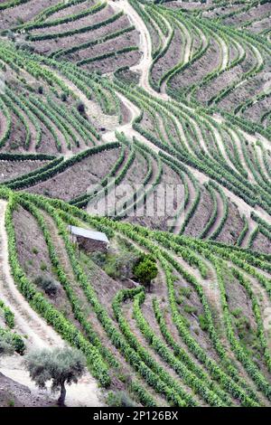 panoramic view of Douro river valley wineyards, Portugal Stock Photo