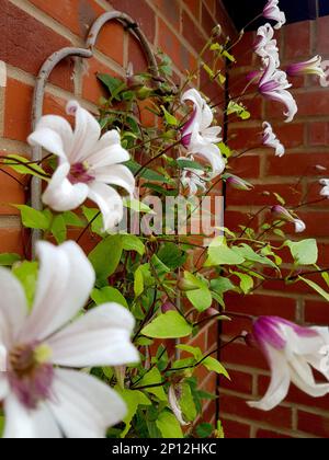 Detail of white clematis flowers against a red brick wall. Stock Photo