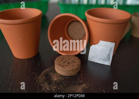 Pots with pressed earth for planting herbs seeds. Stock Photo