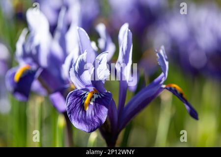 Iris reticulata 'Harmony' growing in a London garden in early March. Anna Watson/Ģ����ý Stock Photo