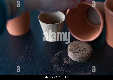 Pots with pressed earth for planting herbs seeds. Stock Photo