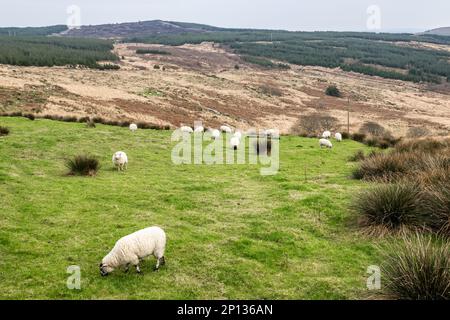 Ballydehob, West Cork, Ireland. 3rd Mar, 2023. It's a cold and overcast day in Ballydehob, West Cork, today. Sheep graze on the top of Barnagaoithe gap, with gorse fire evidence in the background. Credit: AG News/Alamy Live News Stock Photo