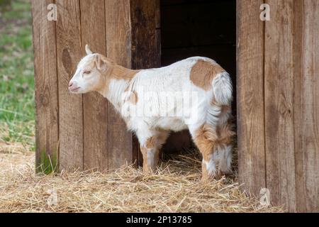 pretty brown and white baby goat Stock Photo