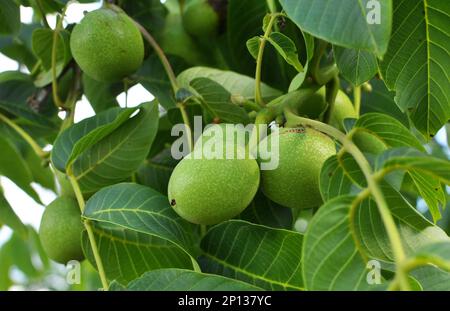 On a tree branch with a green shell, a ripening walnut Stock Photo