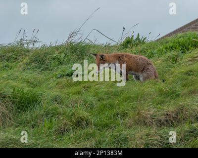 pretty red fox about to pounce Stock Photo