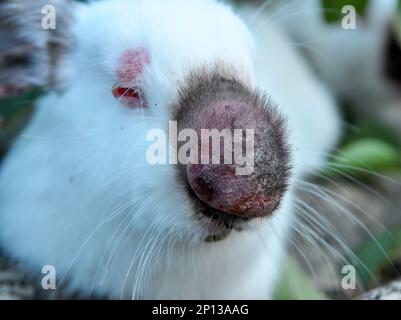 Home rabbit patient with viral myxomatosis disease Stock Photo