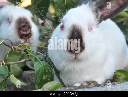 Home rabbit patient with viral myxomatosis disease Stock Photo