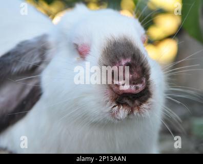 Home rabbit patient with viral myxomatosis disease Stock Photo