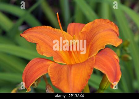 In spring, irises blossom in the flowerbed Stock Photo