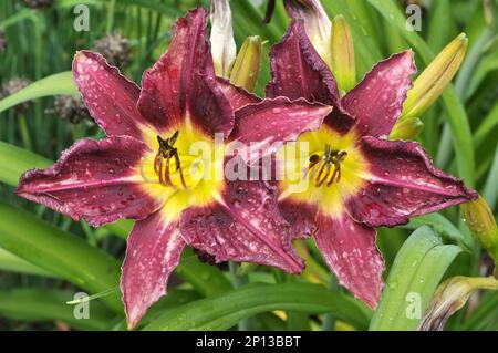 In spring, irises blossom in the flowerbed Stock Photo