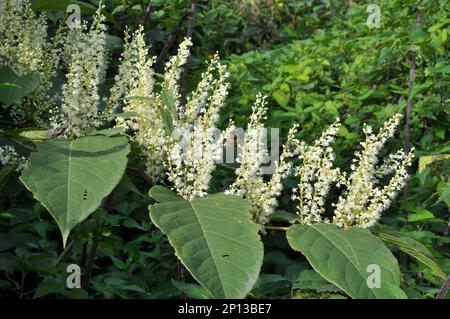 In summer, the perennial plant Reynoutria grows in nature Stock Photo