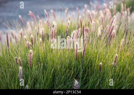 Cenchrus purpureus, synonym Pennisetum purpureum, also known as Napier grass, at sunset near the Mediterranean. Flora of Israel. Stock Photo