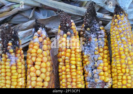 Corn cobs affected by a fungal disease - fusarium (Fusarium moniliforme) Stock Photo