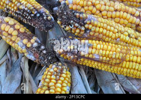 Corn cobs affected by a fungal disease - fusarium (Fusarium moniliforme) Stock Photo