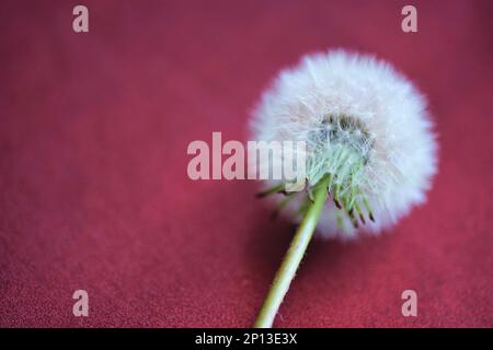Fluffy dandelion flower on a red burgundy table. Stock Photo