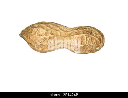 Peanuts in shell isolated on white background Stock Photo