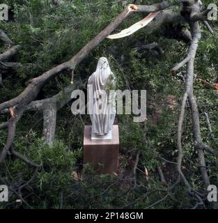 This statue of the Virgin Mary stands amid branches of a fallen tree ...