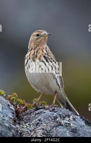 Rotkehlpieper, Rotkehl-Pieper, Anthus cervinus, red-throated pipit, Le Pipit à gorge rousse Stock Photo
