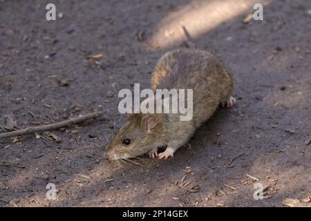 Rat brown Rattus norvegicus, coarse brownish grey fur small finely haired ears thick scaly tapering tail long whiskers four front toes five hind toes Stock Photo
