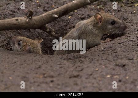 Rat brown Rattus norvegicus, coarse brownish grey fur small finely haired ears thick scaly tapering tail long whiskers four front toes five hind toes Stock Photo