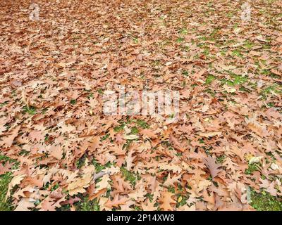 Brown oak leaves on the ground in autumn Stock Photo