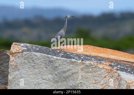 White faced heron stands aloof on a lichen covered boulder outcrop set on the distant hills and forest oof the Bay of fires Stock Photo