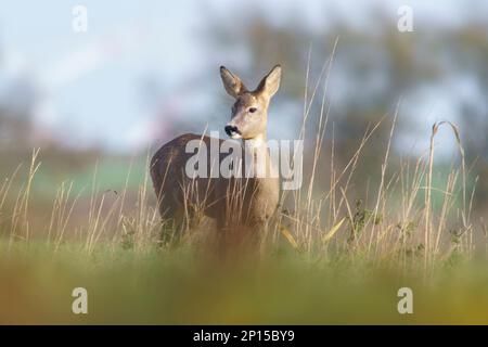 a beautiful roe deer doe stands on a meadow in summer Stock Photo