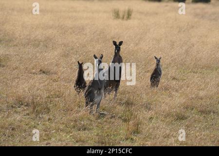 Kangaroos in grassland look inquisitively towards the camera with ears up and standing high on guard for any danger. Stock Photo
