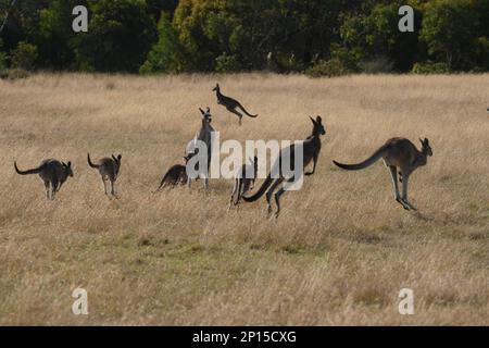 Kangaroos near Bells Beach Torquay in rough grazing field with woodland  in valley Stock Photo