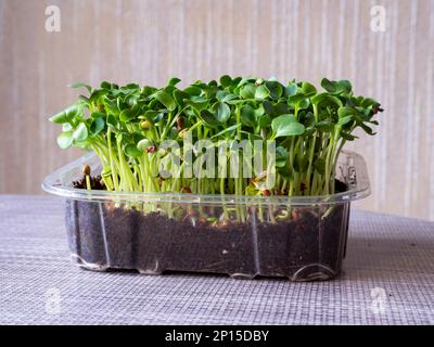 Radish Daikon microgreens growing in a plastic punnet Stock Photo