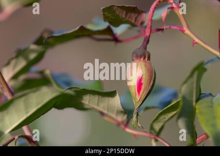 Pink Rosebud in Garden - Close up photograph of a delicate pink rosebud in a garden with a background of softly blurred greenery. Selective focus on t Stock Photo