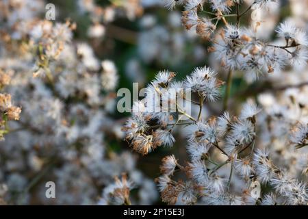 Magnificent goldenrod in seed, Solidago, Autumn and winter white flowers Stock Photo