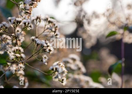 Magnificent goldenrod in seed, Solidago, Autumn and winter white flowers Stock Photo