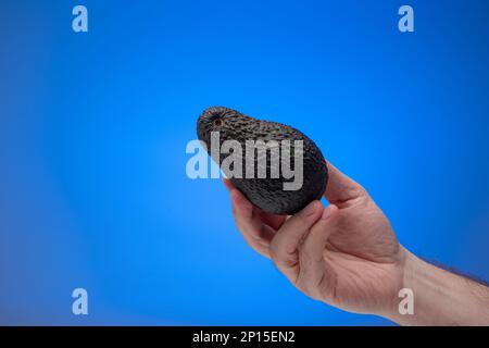 Ripe Avocado held in hand by Caucasian male. Close up studio shot, isolated on blue background. Stock Photo