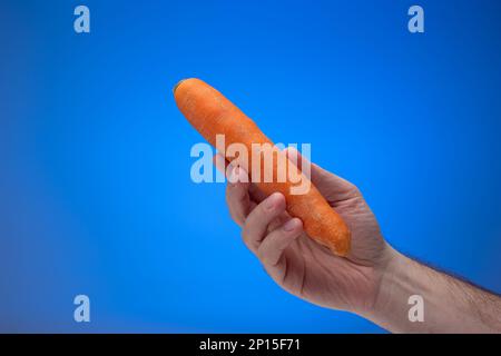 Ripe orange carrot held in hand by Caucasian male. Close up studio shot, isolated on blue background. Stock Photo