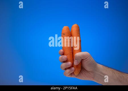 Ripe orange carrots held in hand by Caucasian male. Close up studio shot, isolated on blue background. Stock Photo