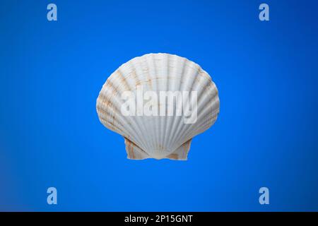Empty white sea shell. Close up studio shot, isolated on blue background. Stock Photo