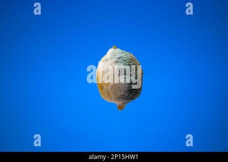 Spoiled lemon with green mold. Close up studio shot, isolated on blue background. Stock Photo