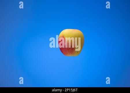 Fresh ripe yellow and red apple. Close up studio shot, isolated on blue background, no people. Stock Photo