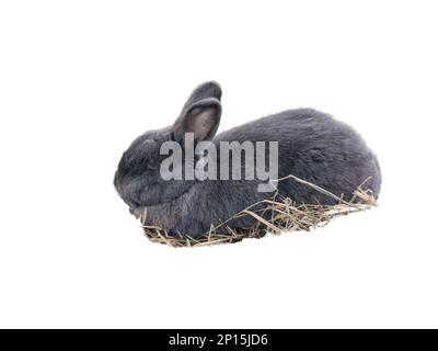 Rabbit isolated on white background Stock Photo