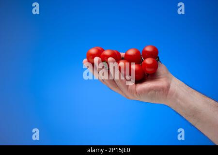 Fresh ripe red cherry tomatoes held in palm by Caucasian male hand. Close up studio shot, isolated on blue background. Stock Photo