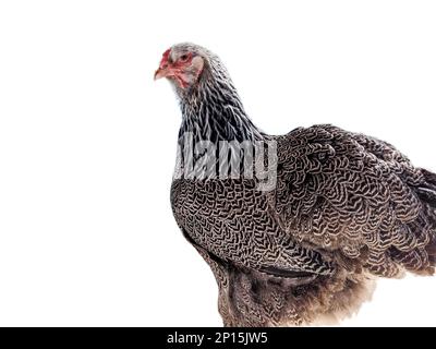 Brahma chicken isolated on white background Stock Photo