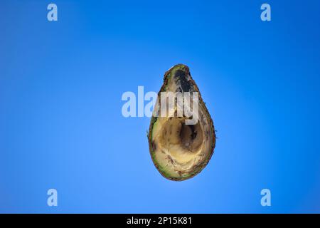 Spoiled rotten overripe avocado fruit cut in half. Close up studio shot, isolated on blue background. Stock Photo