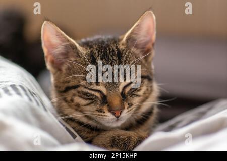 a young cute kitten is very relaxed and sleeping Stock Photo
