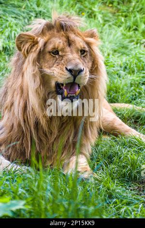 a beautiful strong male lion lies in the grass and roars Stock Photo