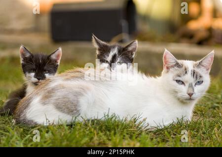 two young cute kittens cuddling with their mother Stock Photo