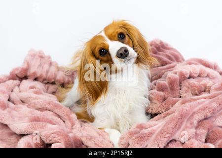 Adorable domestic Cavalier King Charles Spaniel pet. Sweet female dog sits cute in a fluffy pink blanket as bed. Puppy at studio with white background Stock Photo